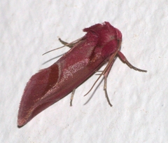 Acontia accola