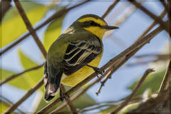 Yellow-Browed Tyrant photo 2