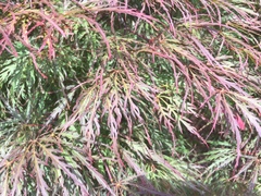 Acer palmatum