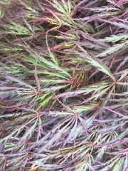 Acer palmatum