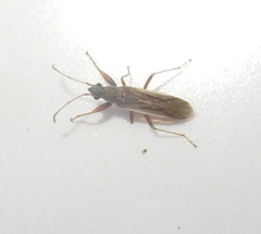Paromius longulus
