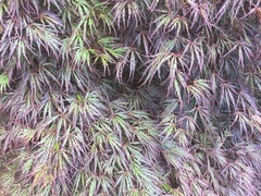 Acer palmatum