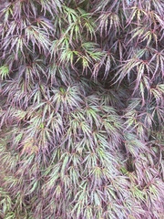 Acer palmatum