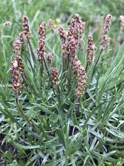 Plantago alpina