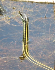 Thamnophis proximus proximus