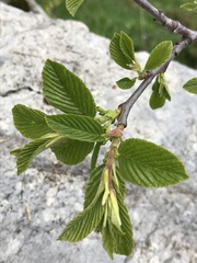 Rhamnus alpina