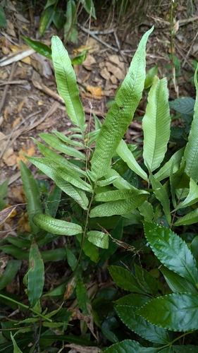 Thelypteris × pseudoliukiuensis iNat (1)