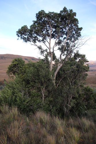 Olinia emarginata (Olinia emarginata)
