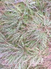 Acer palmatum