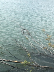 Nerodia sipedon insularum