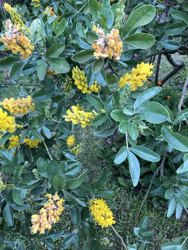 Argyrocytisus battandieri iNat (3)