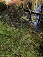 Carex interior