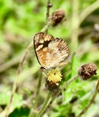 Anthanassa frisia