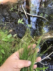Carex interior