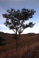 Vachellia sieberiana