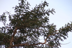 Vachellia sieberiana