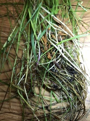 Carex interior