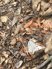 Sceloporus slevini