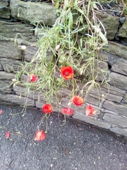 Papaver rhoeas