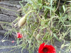 Papaver rhoeas