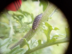 Porcellio scaber