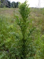 Senecioneae