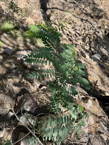 Image of Eysenhardtia orthocarpa by (c) CK2AZ, some rights reserved (CC BY)