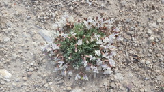 Astragalus calycosus