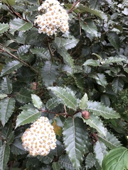 Olearia × macrodonta