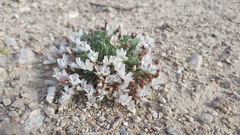 Astragalus calycosus