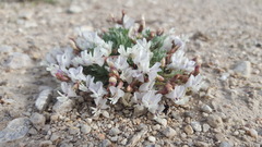 Astragalus calycosus