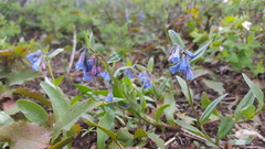 Mertensia oblongifolia