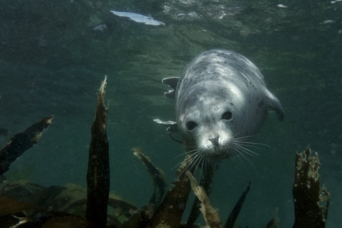 Spotted Seal
