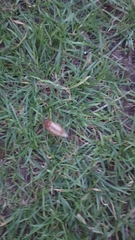 Amphimallon solstitiale