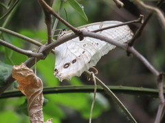 Morpho polyphemus polyphemus