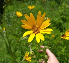 Heliopsis