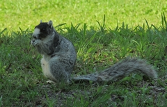 Sciurus niger niger