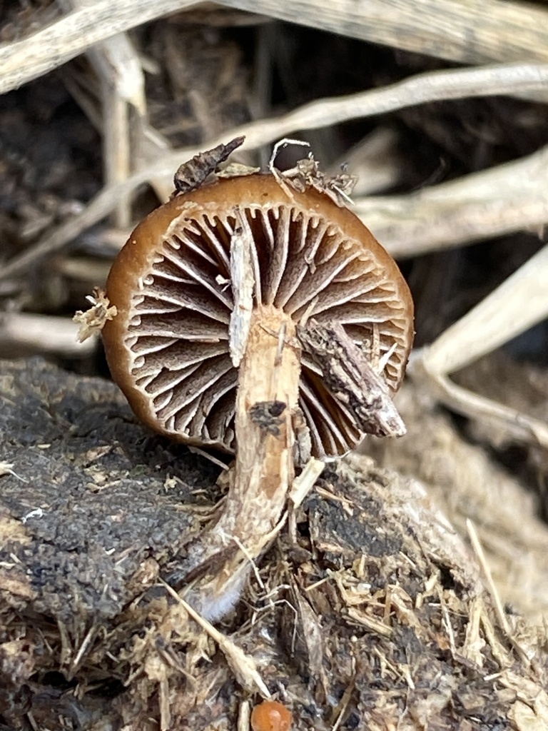 Deconica coprophila · August 2024 · photo: © carancho (iNaturalist, cc-by)