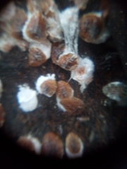 Pulvinaria regalis