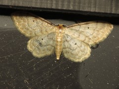 Idaea fuscovenosa