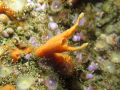 Amphilectus fucorum