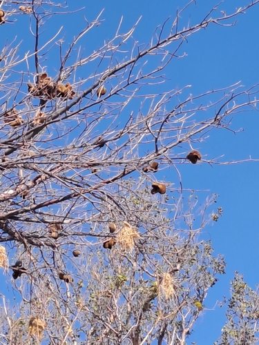 Image of Sterculia africana by (c) Noeleen du Toit, some rights reserved (CC BY-SA)