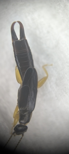 Genus Parapsalis · iNaturalist