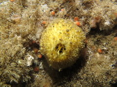 Tethya citrina