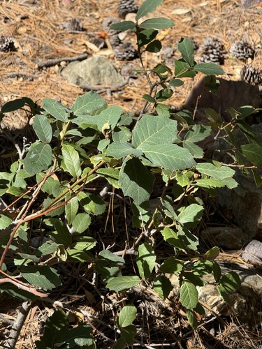 Image of Quercus rugosa by (c) CK2AZ, some rights reserved (CC BY)