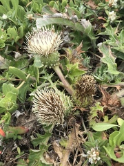 Cirsium quercetorum