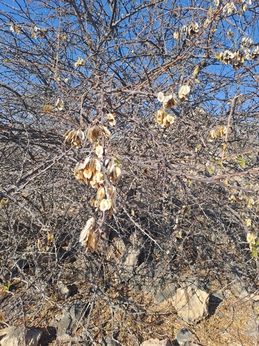 Image of Terminalia prunioides by (c) Noeleen du Toit, some rights reserved (CC BY-SA)