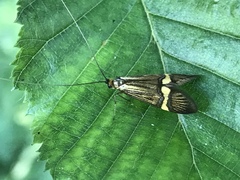 Nemophora