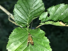 Nemophora