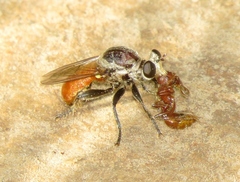 Cerotainiops abdominalis